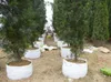 Tessuto non tessuto Riutilizzabile Soft-Sided Altamente traspirante Grow Pots Borsa per piantare con manici Borsa per piante Grande fioriera