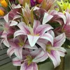 Fake Lily Flower Konstgjorda Liljor Tre Head 3D Effekt Utskrift Lily Branches For Wedding Home Artificial Decor Flower