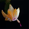 2020 وصول جديد بذور عيد الميلاد النباتات الزهور هدية محفوظة بوعاء 100 pcs zygocactus truncatus نادر شلمبرجاررا الأوركيد bonsai275r