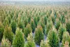 100% Fresh Evergreen Cypress Tree Bonsai Plant seeds Italian Plants Holly Outdoor Easy To Grow For Home & Garden Plant Pinus Cedar Trees
