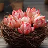 100 pçs / saco Exótico Mini Suculenta Cactus Rare Suculento Perene Erva Plantas Bonsai Pot Flor Interior para Jardim Flore Pot