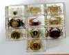 10 pcs vogue Crab Insect Taxidermy Embedding Charm paperweight