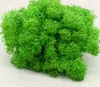 500G DIY Multicolor Moss Flowers Weters nooit verwelken Bloemmaterialen Microscopische bonsai voor thuisbasisfeest Decor XD20057