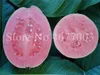 50 adet tohumlar bonsai guava psidium guajava açık meyve ağacı çok yıllık tropikler saksı bitkileri ev mini bahçe saksı bitkisi295n