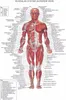 Grafico anatomico del corpo umano Sistema muscolare Campus Conoscenza Biologia Aula Pittura murale Poster di stoffa36x24" 20x13"-03