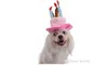 Caps voor Honden Pet Cat Dog Verjaardag Caps Hoed met Cake Kaarsen Design Verjaardagspartij Kostuum Hoofddeksels Accessoire Goederen voor Honden 10pcs / lot G847