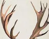 High Quality 100% Handpainted Modern Decorative Oil Paintings on Canvas Animal Paintings Deer Home Wall Decor Art A943