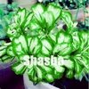 300 Stück Geranium Bonsaisamen, Pelargoniya Tyulypanovidnaya, chinesisches seltenes Pelargonium mehrjährige Blumenpflanze Hardy Bonsai-Topfpflanzen
