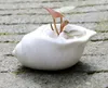 Mini köttig blomkruka tum potten vit skal conch hav saftiga blomkruka keramik 320j