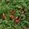 Vintage Style Bird Water Whistles Clay Ocarina Warbler Song Ceramic Chirps Children Bathtime Toys7225189