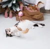 Toy Cat interativo Cat Pena Gato engraçado Teaser Varas Gatos Charmer Wand Com Sinos Para gatinho Pet Shop