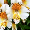 200 Stcs Samen Gartenversorgungen Innenbonsai -Pflanzen peruanische Lilie Blumen Samen Alstroemeria Bonsai Pflanze Staude sch￶ne Blume f￼r Garten Zierschiff