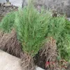 100% Fresh Evergreen Cypress Tree Bonsai Plant seeds Italian Plants Holly Outdoor Easy To Grow For Home & Garden Plant Pinus Cedar Trees