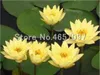 Wasserpflanzen Blumen-Bowl Lotus Samen Wasser-Lilien-Lotus-Anlage 100% echte Regenbogen Pflanze hydroponischen Pflanzen Blumen Bonsai 5 Stück