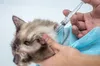 Polyester Godisfärger Multifunktionell husdjursväska Kattväskor Badväskor Inpassad Mesh Cat Clean Pet Supplies Cat Grooming Bag Nytt