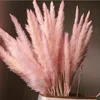 10PCS Naturalne wysuszone małe pampas Grass Phragmites Communiiswedding Flower Bunch 40 do 68 cm wysokości do wystroju domu19822063