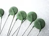 Groene 5D-11 Thermistor NTC Negatieve Temperatuur Pitch 7.5mm Diameter 10