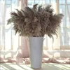 Natural Pampas Grass Wedding Phragmites &Reed Bunch Flowers Dried Reed Christmas Home Wedding Decoration Bouquet