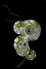 Flower Shape Glass Wall Light Western Style Blown Glass Plates Italian Big Modern Hotel Lobby Chandelier Light