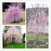 arbol japones rosa