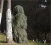 사냥 세트 비밀 우드랜드 ghillie 슈트 공중 촬영 저격수 녹색 옷 성인 위장 정글 멀티 캠 의류 1