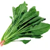 legumes leaf.