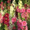 200 PCs Bag Seeds Double Hollyhock Outdoor Blooming Subtropical Bonsai Pasted Althaea Rosea Flor Plant for Home Garden Decor345i