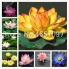 lotus flower bowl