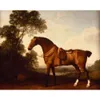 horses saddle