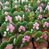 100 PCs Bag selten Hoya Kerrii Bonsai Pflanze Au￟en im Freien in der Innenr￤ume in der Staude Roman Toted Sukkulenten Planta f￼r Hausgarten Blumen Pot215r