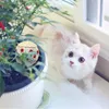 4PC / Pack Ball Cat Toy Interactive Cat Toys Play Chewing Rattle Scratch Catch Pet Kattunge Katt Övning Toy Balls