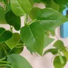 parete vegetale artificiale finto falso appeso foglie di pianta di vite fogliame garland