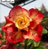 100% Genuine Desert Rose Plantas Rare Dwarf Adenium Obesum Flower Bonsai seeds Floresling Air Purification For Home Garden 2 pcs/bag