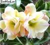 100% echte Wüste Rose Plantas Rare Zwerg Adenium Fliesum Blume Bonsai Samen Floresling Luftreinigung Für Hausgarten 2 Stück / Tasche