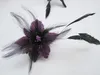 plumes de fascinateur