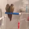 Высококачественный душевой душ попугай, стоящая платформа, лазание по попугай