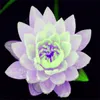 5 PCS Graines Plantes aquatiques Bol de fleurs Lotus Lys Plant Lotus 100% Véritable plante arc-en-ciel Plantes hydroponiques Fleur Bonsai225a