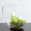 Garrafas de vidro da flor vaso de cristal Terrário Container Micro vidro Paisagem Decorpurify sua casa, quarto e escritório.