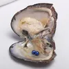 JNMM Süßwasser-Zuchtperlen Austern TWIN Runde Perle in Oyster Shell 7-8mm Mischfarben wünschen Perlen Accessoires Kinder-Party-Geschenk Überraschungs-Geschenk