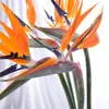 300 pezzi/semi di sacchetti forniture da giardino Strelitzia Flower Bonsai Piante paradisiaca Bird Fiore perenne a fioritura per interni Piante in vaso per le piante da giardino domestico