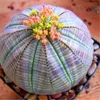200 PCs/ bolsa raro plantador suculento Bonsai Plant Seeds Mix Lithops Bonsai Pseudotruncatella Living Stone Bonsai Garden Suculentas-204z