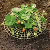 5 Stks Strawberry Plant Groeiende steunen Houd Aardbeien niet Rot in de Rainy Day Plant Holder Tools Kit