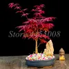 40 pcs 일본 핑크 메이플 씨앗 실내 분재 나무 저렴한 정원 매우 아름다운 실내 홈 발코니 정원 나무 식물 꽃 p181h