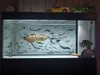 Mrtank HD Aquarium Tła plakat 3D Efekt Grey Dragon Cameo PVC Tank Tank Naklejka Dekoracje 2356339