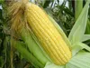 maíz creciente