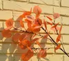 Sztuczna roślina eukaliptus zielona gałąź rośliny liście 93 cm domowe przyjęcie ogrodowe dekoracyjna mur na ścianę roślin Pograph Props VT09612449183