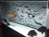 Mr.Tank HD Aquarium Background Poster 3D Effect Grey Dragon Cameo PVC Fish Tank Wall Sticker Decorations