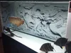 MRTANK HD水族館の背景ポスター3DエフェクトグレードラゴンカメオPVCシンドタンクウォールステッカー装飾2356339