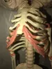 145 дюймов или 37 см, новая человеческая модель с двойной головой, детский череп, скелет, анатомический мозг, силиконовая анатомическая образовательная модель, анатомическое исследование Di4892786