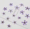 120pcs Pressed Dried Malva Sinensis Cavan Flower For Epoxy Resin Pendant Necklace Jewelry Making Makeup Craft DIY Accessories312G